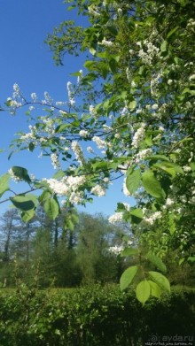 Весенняя прогулка в окресностях Nuth, ручей Aalbeek