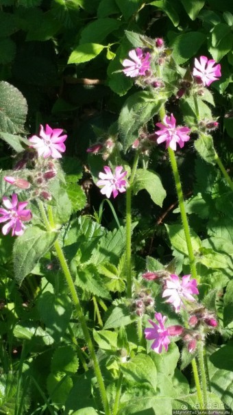 Весенняя прогулка в окресностях Nuth, ручей Aalbeek