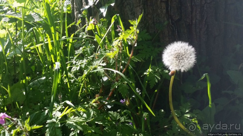 Весенняя прогулка в окресностях Nuth, ручей Aalbeek