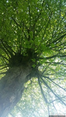 Весенняя прогулка в окресностях Nuth, ручей Aalbeek