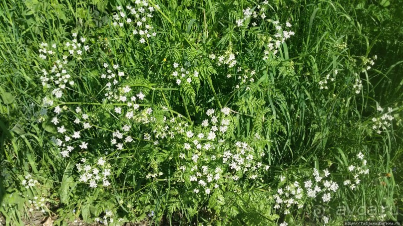 Весенняя прогулка в окресностях Nuth, ручей Aalbeek