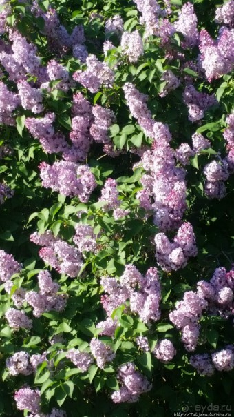 Весенняя прогулка в окресностях Nuth, ручей Aalbeek