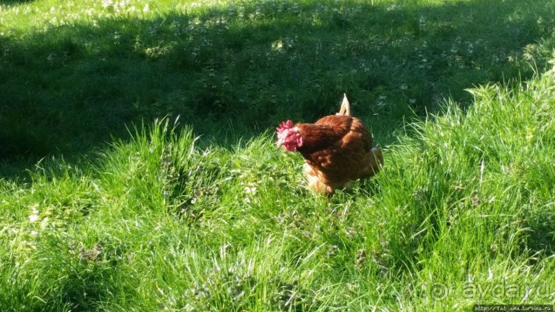 Весенняя прогулка в окресностях Nuth, ручей Aalbeek