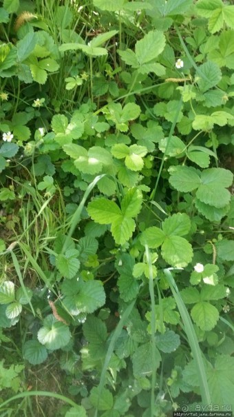 Весенняя прогулка в окресностях Nuth, ручей Aalbeek