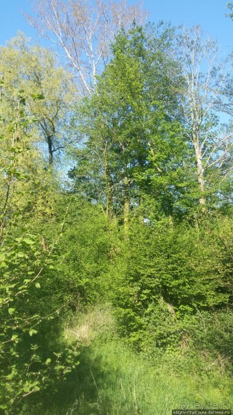 Весенняя прогулка в окресностях Nuth, ручей Aalbeek