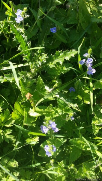 Весенняя прогулка в окресностях Nuth, ручей Aalbeek