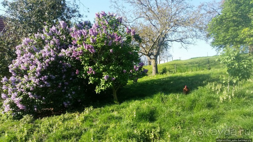 Весенняя прогулка в окресностях Nuth, ручей Aalbeek