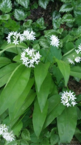 Весенняя прогулка в окресностях Nuth, ручей Aalbeek