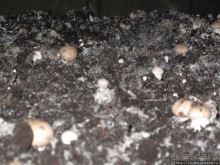 Мергель и шампиньоны из пещер в Канне.