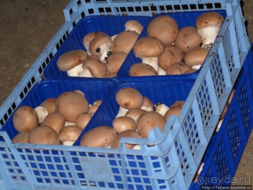 Мергель и шампиньоны из пещер в Канне.