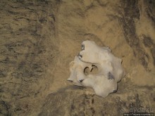 Мергель и шампиньоны из пещер в Канне.