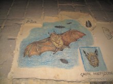 Мергель и шампиньоны из пещер в Канне.