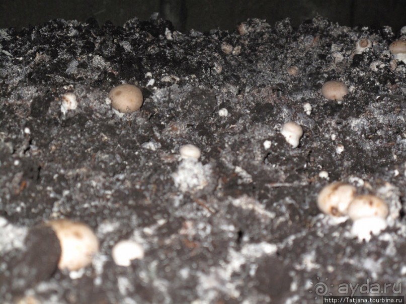 Мергель и шампиньоны из пещер в Канне.
