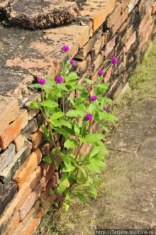 Город Аютия - объект Всемирного наследия ЮНЕСКО