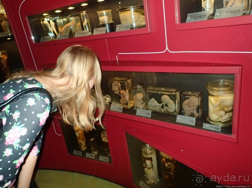 Веселенький и активно-познавательный музей Nemo