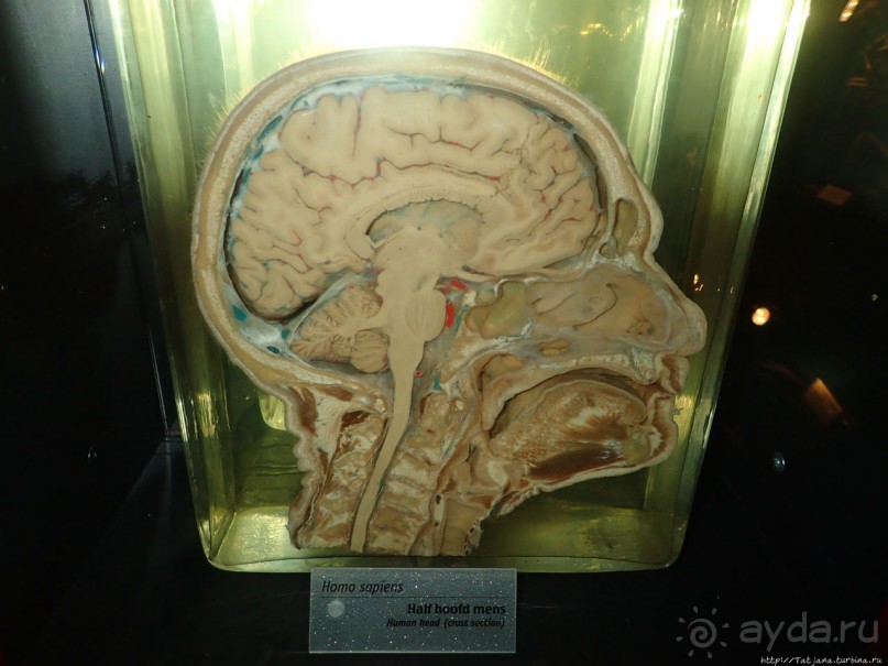 Веселенький и активно-познавательный музей Nemo