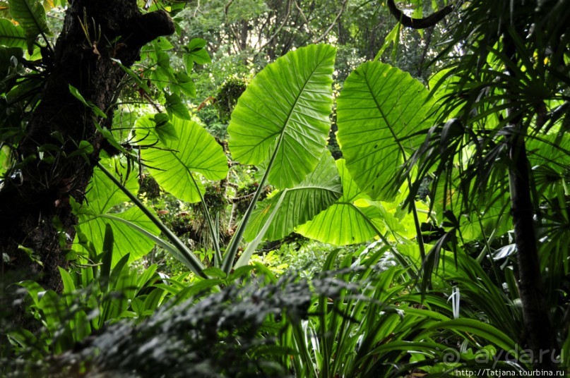 Национальный парк-сад цветов " Mae Fah Luang Garden "