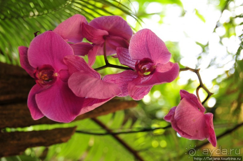 Национальный парк-сад цветов " Mae Fah Luang Garden "