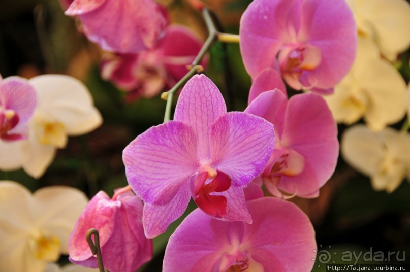 Национальный парк-сад цветов " Mae Fah Luang Garden "