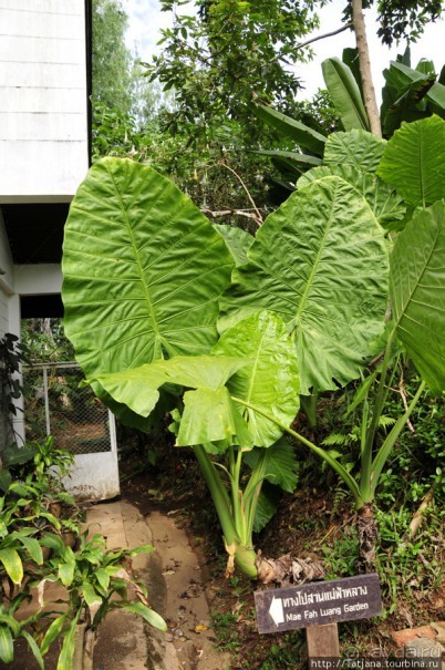 Национальный парк-сад цветов " Mae Fah Luang Garden "