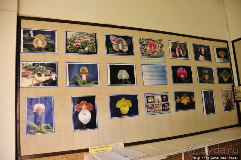 Национальный парк-сад цветов " Mae Fah Luang Garden "