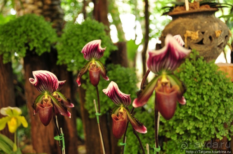 Национальный парк-сад цветов " Mae Fah Luang Garden "