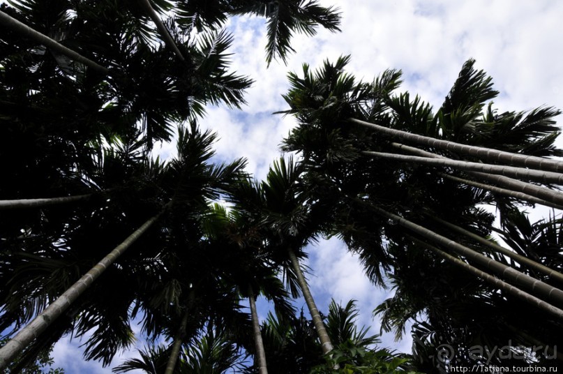Национальный парк-сад цветов " Mae Fah Luang Garden "