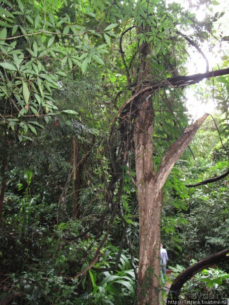 Национальный парк-сад цветов " Mae Fah Luang Garden "