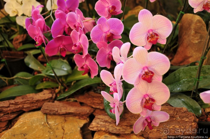 Национальный парк-сад цветов " Mae Fah Luang Garden "