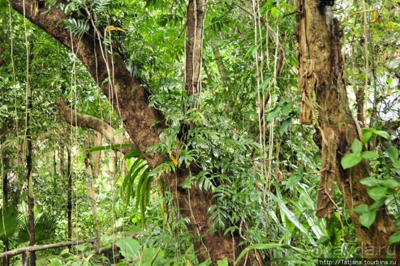 Национальный парк-сад цветов " Mae Fah Luang Garden "