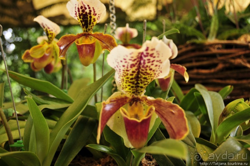 Национальный парк-сад цветов " Mae Fah Luang Garden "