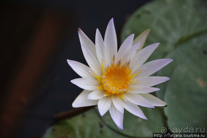 Чемоданы берите в Таиланд полупустые...