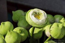 Чемоданы берите в Таиланд полупустые...