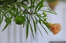 Чемоданы берите в Таиланд полупустые...