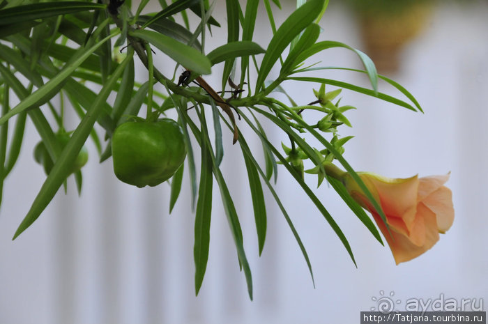 Чемоданы берите в Таиланд полупустые...