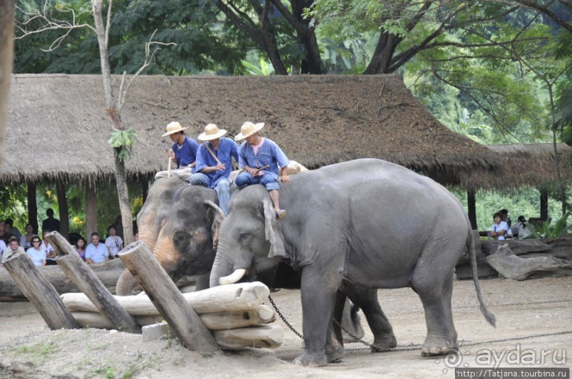 Веселые и добрые слоники.