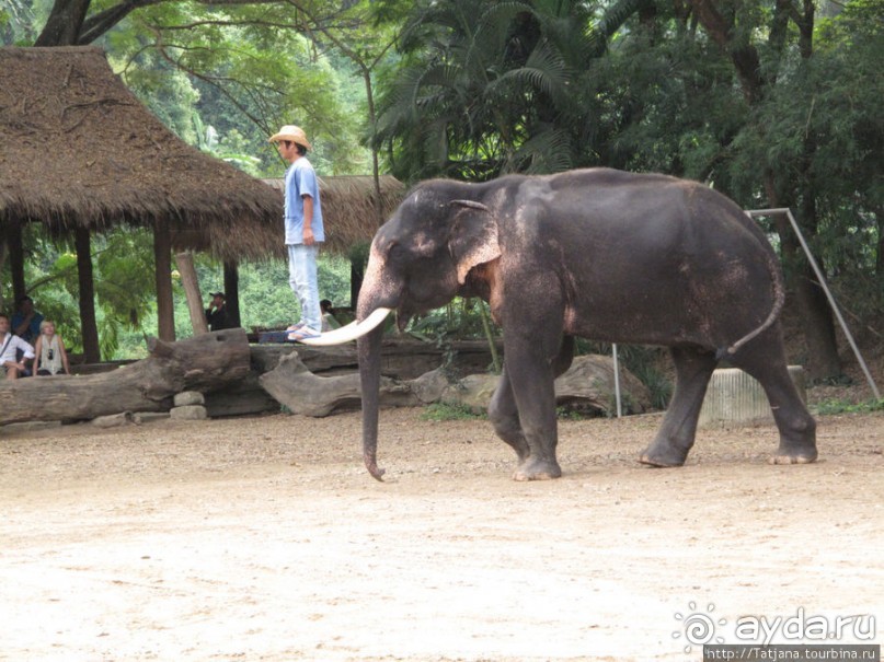 Веселые и добрые слоники.