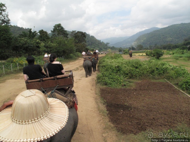 Веселые и добрые слоники.