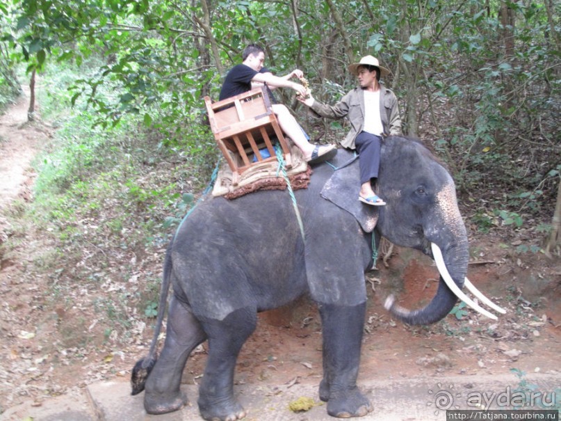 Веселые и добрые слоники.