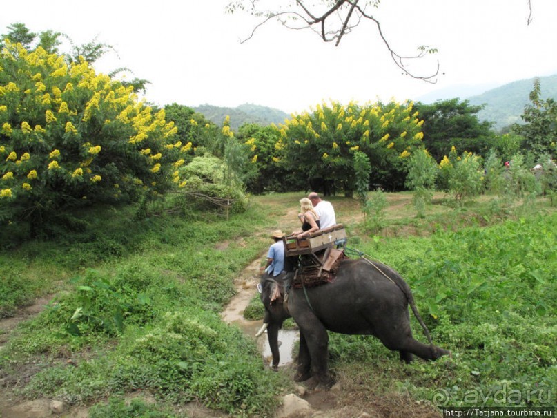 Веселые и добрые слоники.