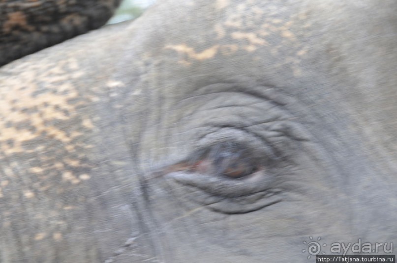 Веселые и добрые слоники.