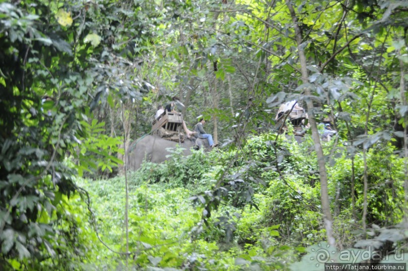 Веселые и добрые слоники.