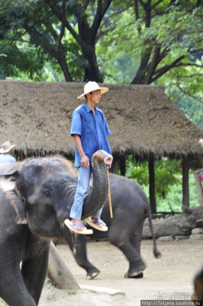 Веселые и добрые слоники.