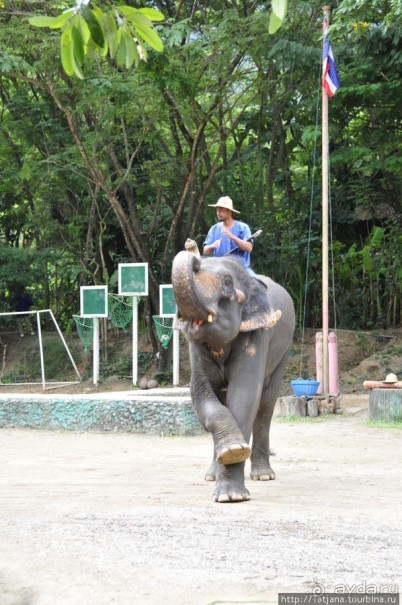 Веселые и добрые слоники.