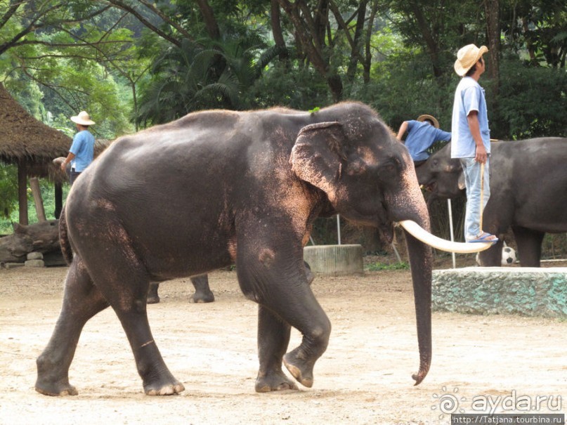 Веселые и добрые слоники.