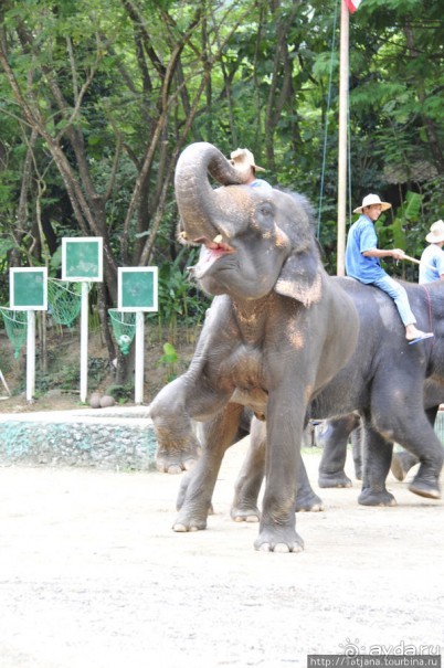 Веселые и добрые слоники.