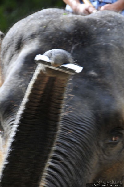 Веселые и добрые слоники.