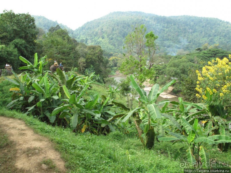 Веселые и добрые слоники.