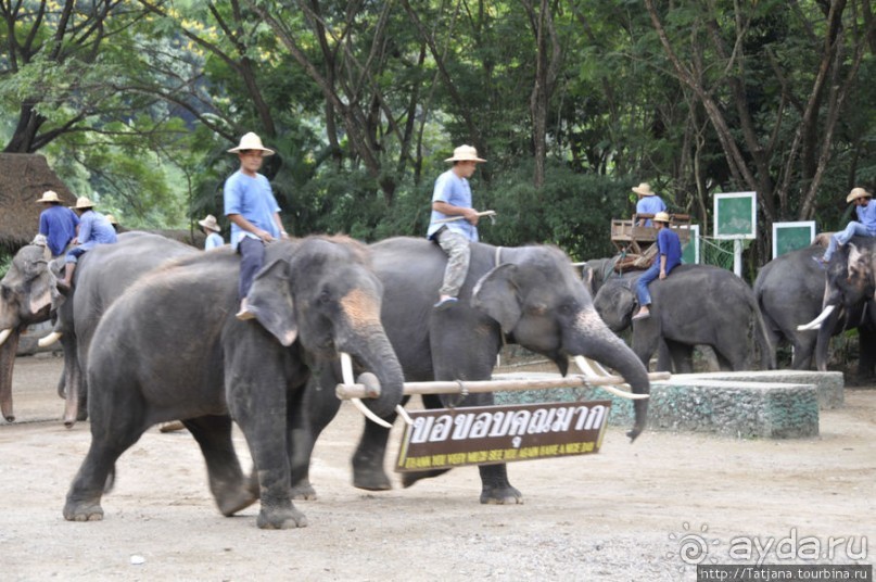 Веселые и добрые слоники.
