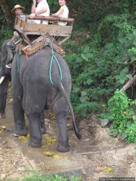 Веселые и добрые слоники.